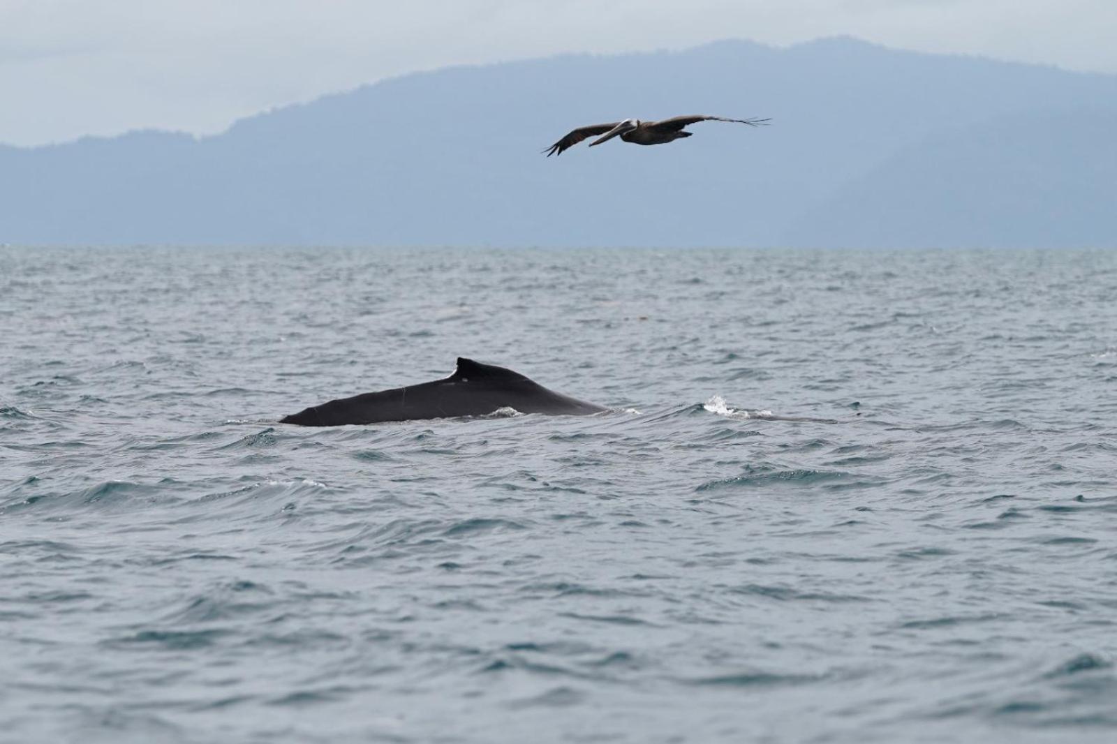 Dolphin Quest Costa Rica Villa Piedras Blancas Екстериор снимка
